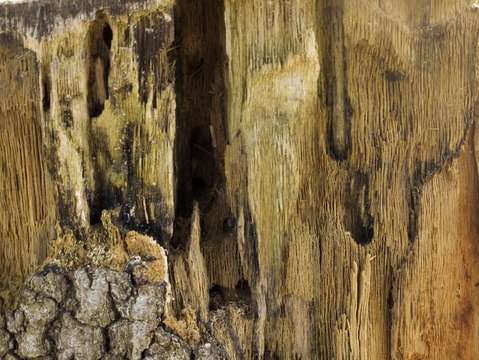 Natures texture variation 2