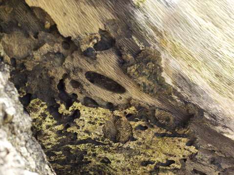 Natures language 3