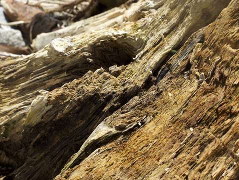Natures language 4