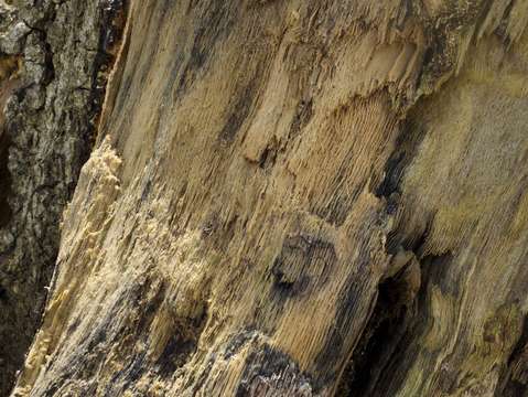 Natures language 6