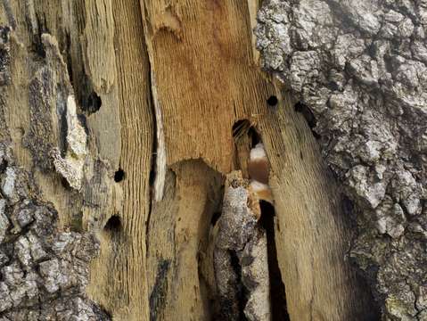 Natures language 7