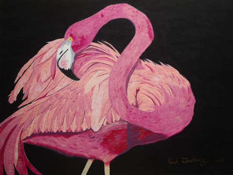 Flamingo