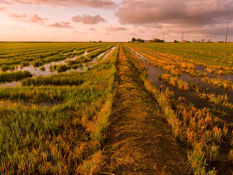 Rice fields at sunrise