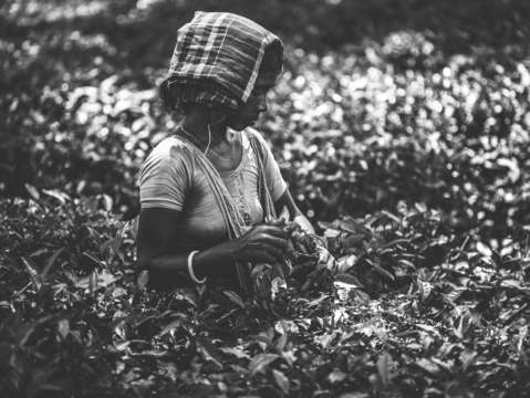 Tea garden worker