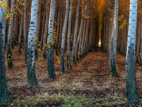 Boardman tree farm