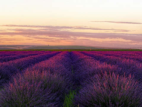 Lavender field