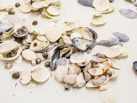 Seashells 2