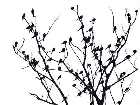 Silhouetted flock of birds