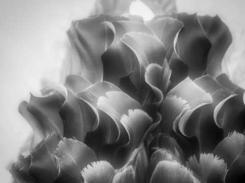 Black swan curly tail feathers