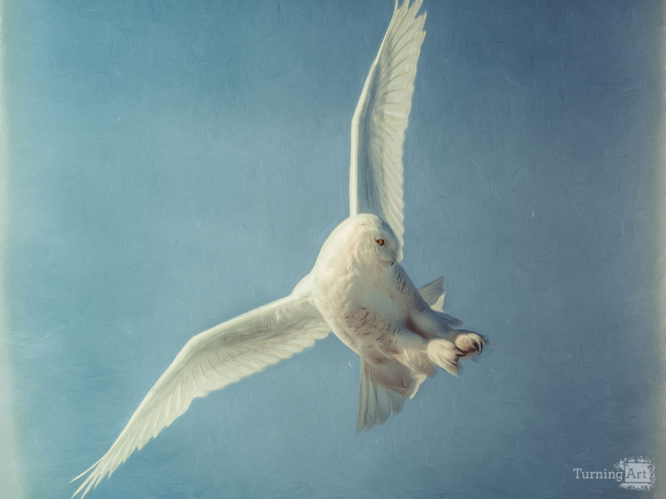 Arctic angel