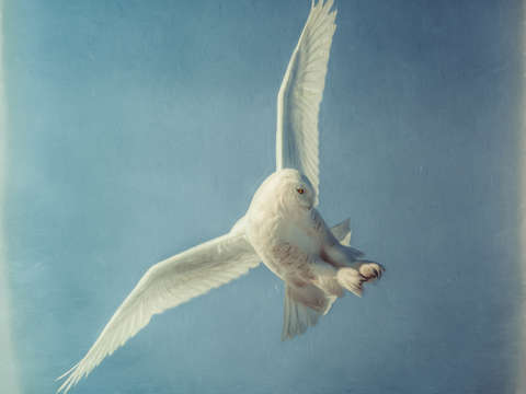 Arctic angel