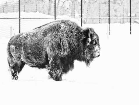 Winter buffalo