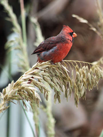 Cardinal on seagrass