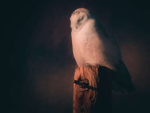 Heavenly peace