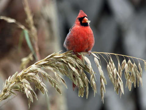 Cardinal eating seagrass
