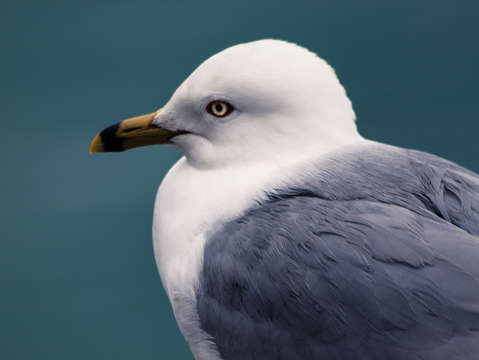 Chicago gull