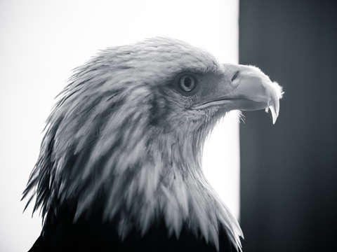 Black white bald eagle profile