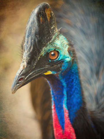 Double wattled cassowary