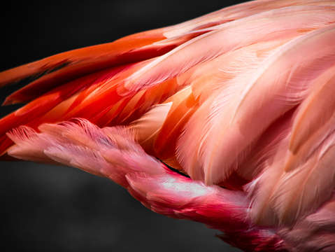 Flamingo feathers