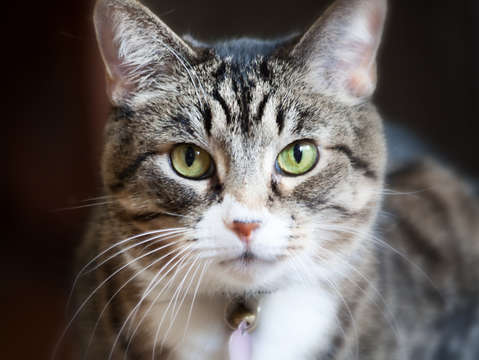 Direct stare domestic cat