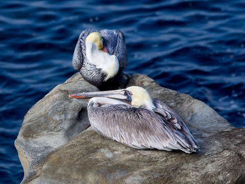 La jolla pelicans on a rock