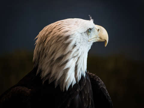 Portrait of a bald eagle