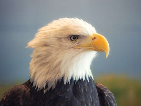 Bald eagle portrait 3