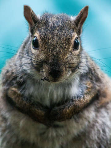 Begging squirrel