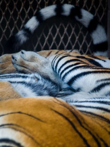 Tangled tigers