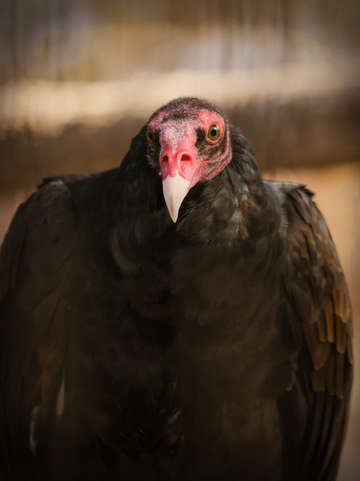 Turkey vulture