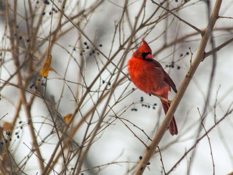 Winter cardinal