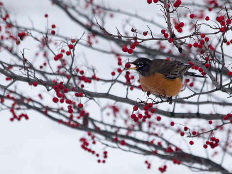 Winter robin with red berries
