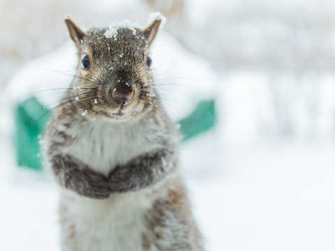 Winter squirrel