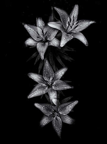 Backyard flowers in black and white 7