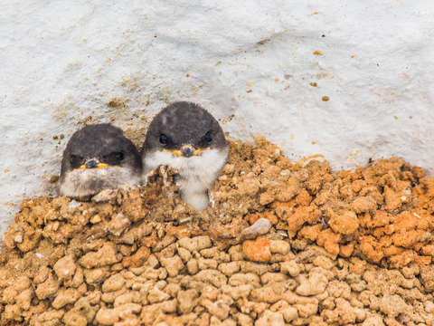 Baby swallows in nest