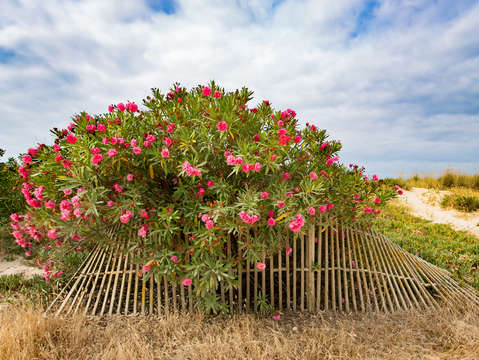 Flowers fence alvor beach