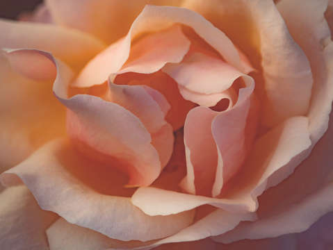 Rose opening