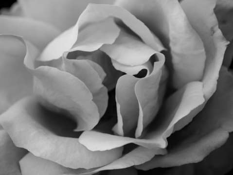 Rose opening in black and white