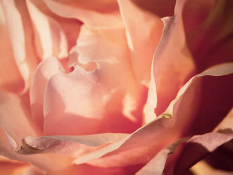 Pink rose 5