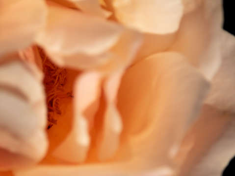 A peek inside