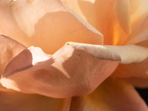 Curling petals