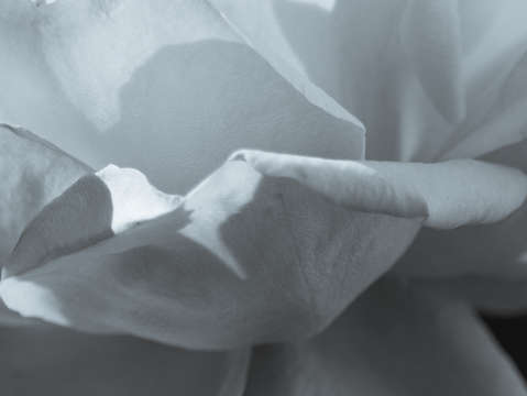 Curling petals in black and white