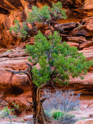 Desert pine tree