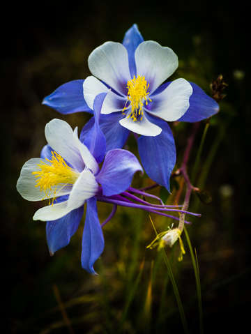 Columbines 2