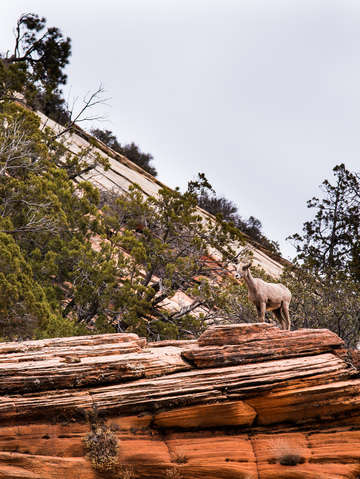 Zion national park 26