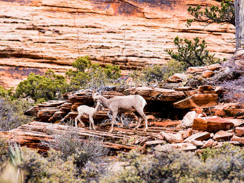 Zion national park 29