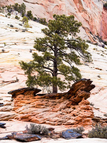 Zion national park 41