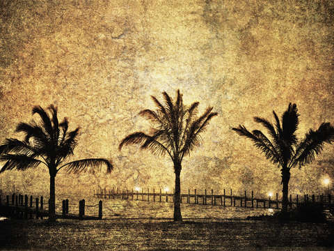 Three palms 1