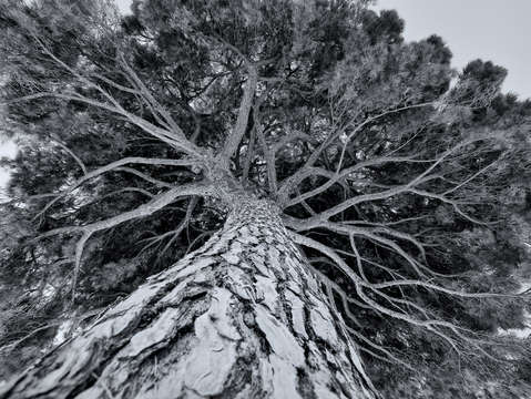 Cannes tree