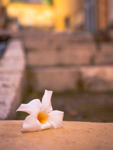Fallen flower